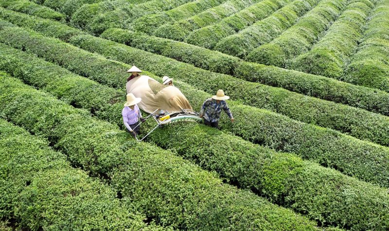 秋茶采摘忙